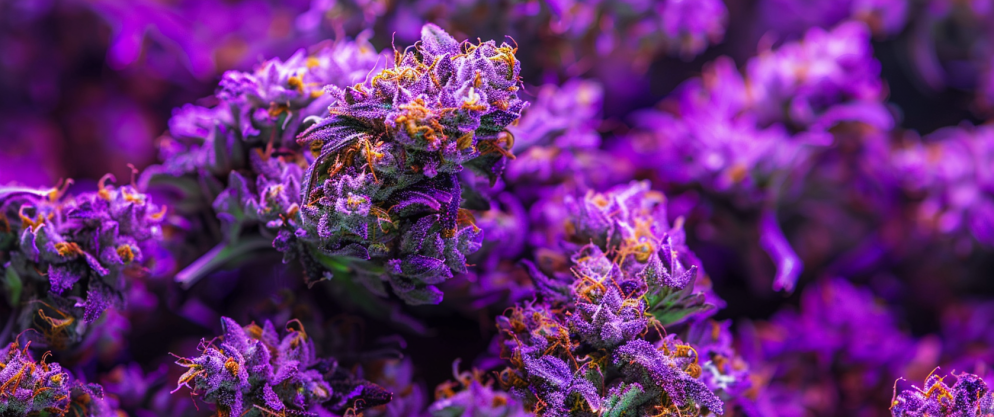 Black Runtz Gold Edition Thca Flower 9 Black Runtz Gold Edition Thca Flower