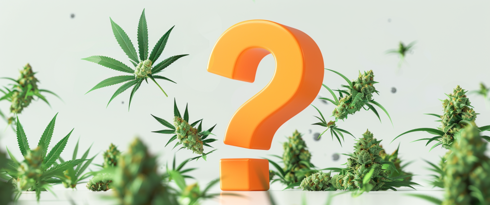 Delta 8 Faqs: Here Are All The Things You Need To Know 8 Delta 8 Faqs