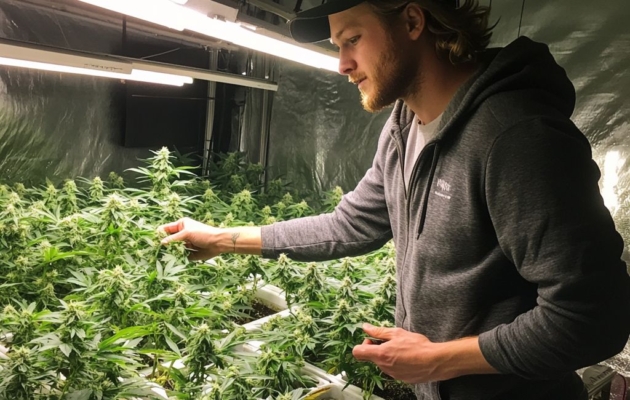 Is Delta-9 Safe? Considerations Before Use 13 Is Delta-9 Safe